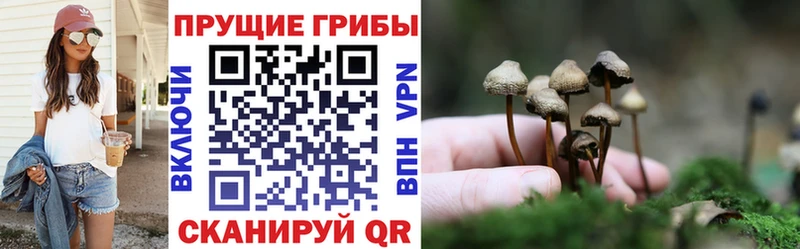Псилоцибиновые грибы GOLDEN TEACHER  omg tor  Курильск 